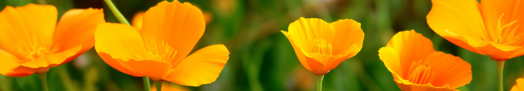 Landscaping - Poppies - SOKA