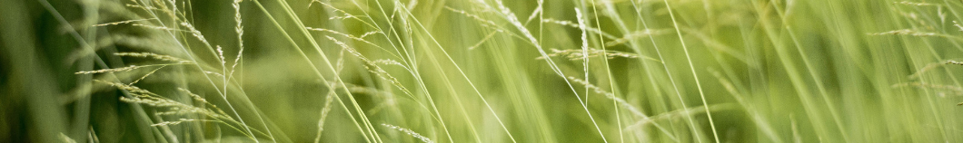 Grass banner