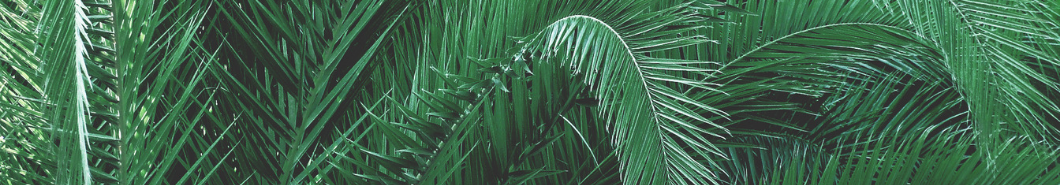 Palm tree banner - Landscaping and tree care